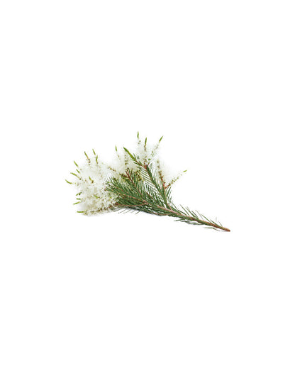 Arbre à thé (Tea Tree) Touch dilué en applicateur à bille d'huile essentielle doTERRA, 10 ml