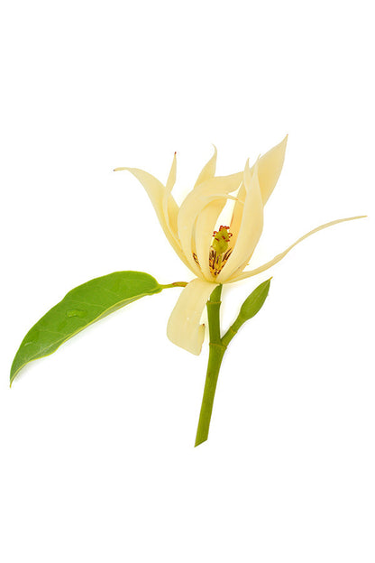 Magnolia Touch dilué en applicateur à bille d'huile essentielle doTERRA, 10 ml