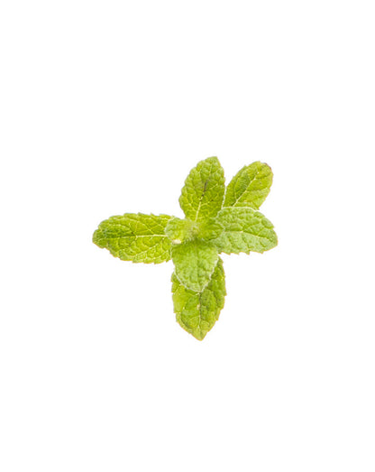 Billes Menthe poivrée complément alimentaire doTERRA, 125 billes