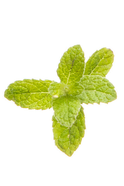 Menthe poivrée (Peppermint) Touch diluée en applicateur à bille d'huile essentielle doTERRA, 10 ml