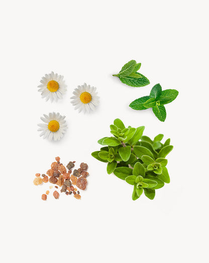 PastTense mélange en applicateur à bille d'huile essentielle doTERRA, 10 ml