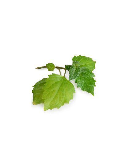 Patchouli (Pogostemon cablin) huile essentielle doTERRA, 15 ml